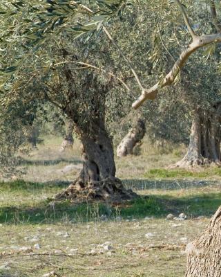 Ελιές Αριάνα, Ελιές Μαύρες, Ελιές Πράσινες, Ελιές Καλαμών , Τουρσί, Ελαιόλαδο, Σπορέλαιο | Παραδοσιακός Ελαιώνας | Χονδρική |Ελιές Μαύρες, Ελιές Πράσινες, Ελιές Καλαμών , Τουρσί, Ελαιόλαδο, Σπορέλαιο | Παραδοσιακός Ελαιώνας | Χονδρική |Ελιές Μαύρες, Ελιές Πράσινες, Ελιές Καλαμών , Τουρσί, Ελαιόλαδο, Σπορέλαιο
