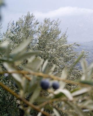 Ελιές Αριάνα, Ελιές Μαύρες, Ελιές Πράσινες, Ελιές Καλαμών , Τουρσί, Ελαιόλαδο, Σπορέλαιο | Παραδοσιακός Ελαιώνας | Χονδρική |Ελιές Μαύρες, Ελιές Πράσινες, Ελιές Καλαμών , Τουρσί, Ελαιόλαδο, Σπορέλαιο | Παραδοσιακός Ελαιώνας | Χονδρική |Ελιές Μαύρες, Ελιές Πράσινες, Ελιές Καλαμών , Τουρσί, Ελαιόλαδο, Σπορέλαιο