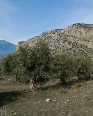 Ελιές Αριάνα, Ελιές Μαύρες, Ελιές Πράσινες, Ελιές Καλαμών , Τουρσί, Ελαιόλαδο, Σπορέλαιο | Παραδοσιακός Ελαιώνας | Χονδρική |Ελιές Μαύρες, Ελιές Πράσινες, Ελιές Καλαμών , Τουρσί, Ελαιόλαδο, Σπορέλαιο | Παραδοσιακός Ελαιώνας | Χονδρική |Ελιές Μαύρες, Ελιές Πράσινες, Ελιές Καλαμών , Τουρσί, Ελαιόλαδο, Σπορέλαιο
