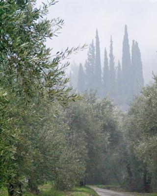 Ελιές Αριάνα, Ελιές Μαύρες, Ελιές Πράσινες, Ελιές Καλαμών , Τουρσί, Ελαιόλαδο, Σπορέλαιο | Παραδοσιακός Ελαιώνας | Χονδρική |Ελιές Μαύρες, Ελιές Πράσινες, Ελιές Καλαμών , Τουρσί, Ελαιόλαδο, Σπορέλαιο | Παραδοσιακός Ελαιώνας | Χονδρική |Ελιές Μαύρες, Ελιές Πράσινες, Ελιές Καλαμών , Τουρσί, Ελαιόλαδο, Σπορέλαιο