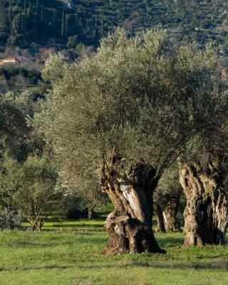 Ελιές Αριάνα, Ελιές Μαύρες, Ελιές Πράσινες, Ελιές Καλαμών , Τουρσί, Ελαιόλαδο, Σπορέλαιο | Παραδοσιακός Ελαιώνας | Χονδρική |Ελιές Μαύρες, Ελιές Πράσινες, Ελιές Καλαμών , Τουρσί, Ελαιόλαδο, Σπορέλαιο | Παραδοσιακός Ελαιώνας | Χονδρική |Ελιές Μαύρες, Ελιές Πράσινες, Ελιές Καλαμών , Τουρσί, Ελαιόλαδο, Σπορέλαιο