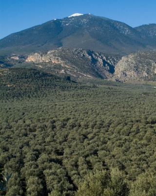 Ελιές Αριάνα, Ελιές Μαύρες, Ελιές Πράσινες, Ελιές Καλαμών , Τουρσί, Ελαιόλαδο, Σπορέλαιο | Παραδοσιακός Ελαιώνας | Χονδρική |Ελιές Μαύρες, Ελιές Πράσινες, Ελιές Καλαμών , Τουρσί, Ελαιόλαδο, Σπορέλαιο | Παραδοσιακός Ελαιώνας | Χονδρική |Ελιές Μαύρες, Ελιές Πράσινες, Ελιές Καλαμών , Τουρσί, Ελαιόλαδο, Σπορέλαιο