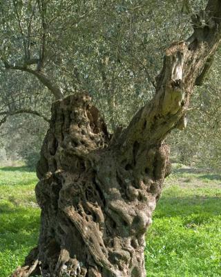 Ελιές Αριάνα, Ελιές Μαύρες, Ελιές Πράσινες, Ελιές Καλαμών , Τουρσί, Ελαιόλαδο, Σπορέλαιο | Παραδοσιακός Ελαιώνας | Χονδρική |Ελιές Μαύρες, Ελιές Πράσινες, Ελιές Καλαμών , Τουρσί, Ελαιόλαδο, Σπορέλαιο | Παραδοσιακός Ελαιώνας | Χονδρική |Ελιές Μαύρες, Ελιές Πράσινες, Ελιές Καλαμών , Τουρσί, Ελαιόλαδο, Σπορέλαιο