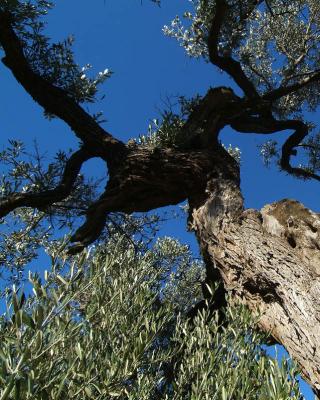 Ελιές Αριάνα, Ελιές Μαύρες, Ελιές Πράσινες, Ελιές Καλαμών , Τουρσί, Ελαιόλαδο, Σπορέλαιο | Παραδοσιακός Ελαιώνας | Χονδρική |Ελιές Μαύρες, Ελιές Πράσινες, Ελιές Καλαμών , Τουρσί, Ελαιόλαδο, Σπορέλαιο | Παραδοσιακός Ελαιώνας | Χονδρική |Ελιές Μαύρες, Ελιές Πράσινες, Ελιές Καλαμών , Τουρσί, Ελαιόλαδο, Σπορέλαιο