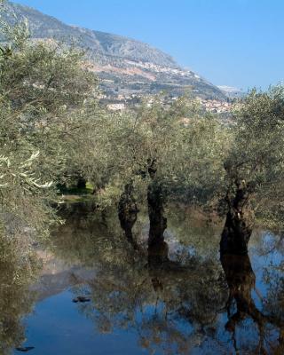 Ελιές Αριάνα, Ελιές Μαύρες, Ελιές Πράσινες, Ελιές Καλαμών , Τουρσί, Ελαιόλαδο, Σπορέλαιο | Παραδοσιακός Ελαιώνας | Χονδρική |Ελιές Μαύρες, Ελιές Πράσινες, Ελιές Καλαμών , Τουρσί, Ελαιόλαδο, Σπορέλαιο | Παραδοσιακός Ελαιώνας | Χονδρική |Ελιές Μαύρες, Ελιές Πράσινες, Ελιές Καλαμών , Τουρσί, Ελαιόλαδο, Σπορέλαιο