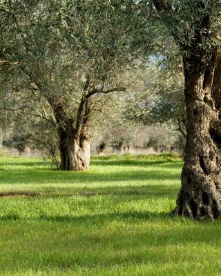 Ελιές Αριάνα, Ελιές Μαύρες, Ελιές Πράσινες, Ελιές Καλαμών , Τουρσί, Ελαιόλαδο, Σπορέλαιο | Παραδοσιακός Ελαιώνας | Χονδρική |Ελιές Μαύρες, Ελιές Πράσινες, Ελιές Καλαμών , Τουρσί, Ελαιόλαδο, Σπορέλαιο | Παραδοσιακός Ελαιώνας | Χονδρική |Ελιές Μαύρες, Ελιές Πράσινες, Ελιές Καλαμών , Τουρσί, Ελαιόλαδο, Σπορέλαιο