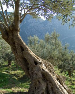 Ελιές Αριάνα, Ελιές Μαύρες, Ελιές Πράσινες, Ελιές Καλαμών , Τουρσί, Ελαιόλαδο, Σπορέλαιο | Παραδοσιακός Ελαιώνας | Χονδρική |Ελιές Μαύρες, Ελιές Πράσινες, Ελιές Καλαμών , Τουρσί, Ελαιόλαδο, Σπορέλαιο | Παραδοσιακός Ελαιώνας | Χονδρική |Ελιές Μαύρες, Ελιές Πράσινες, Ελιές Καλαμών , Τουρσί, Ελαιόλαδο, Σπορέλαιο